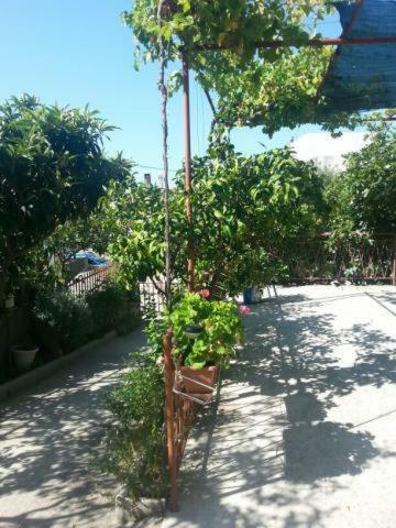 Pavlinovic Jure Apartment Makarska Exterior photo